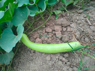 Bir çiftlikte şişe kabağı