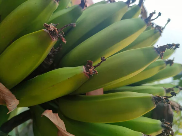 Monte Bananas Verdes Cruas — Fotografia de Stock