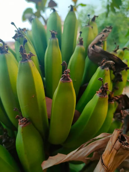 Monte Bananas Verdes — Fotografia de Stock