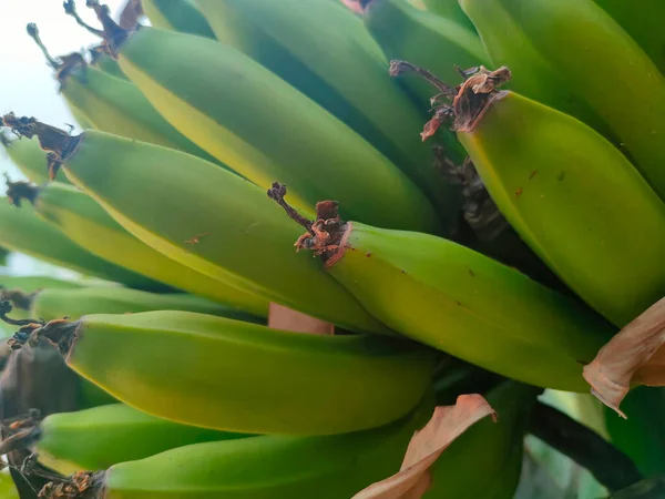 Bananas Bruto Frescas Verdes — Fotografia de Stock