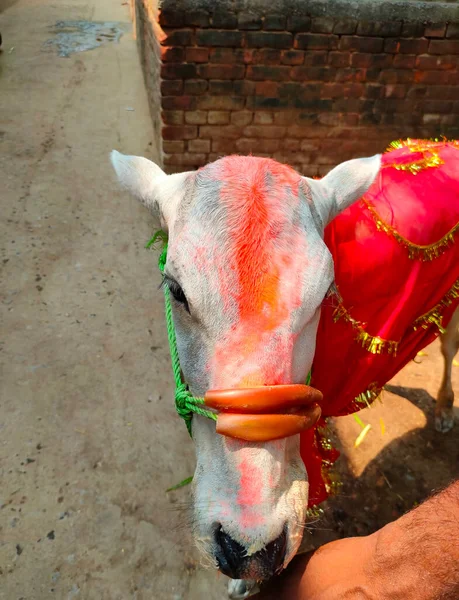 Ένα Μοσχάρι Αγελάδας Κατά Διάρκεια Μιας Ινδουιστικής Τελετής Για Μετά — Φωτογραφία Αρχείου