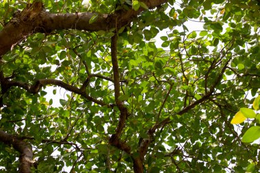 Ağacın yoğun yapraklarının arasından gökyüzünün bir parçası