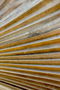 Bir palmiye ağacının kuru yaprakları