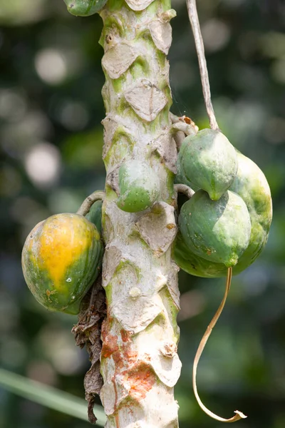 Fruta Mamão Uma Árvore — Fotografia de Stock