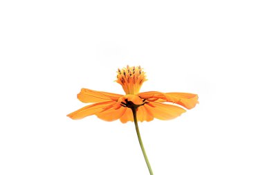 Sarı çiçek beyaz arka planda Daisy