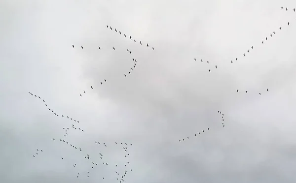 Aves Selvagens Finlândia 2022 — Fotografia de Stock