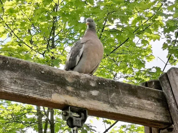 Waldtaube Columba Palumbus Wildvögel Finnlands 2022 — Stockfoto