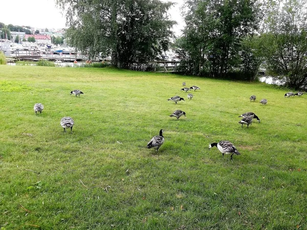 Oies Sauvages Oiseaux Finlande 2022 — Photo