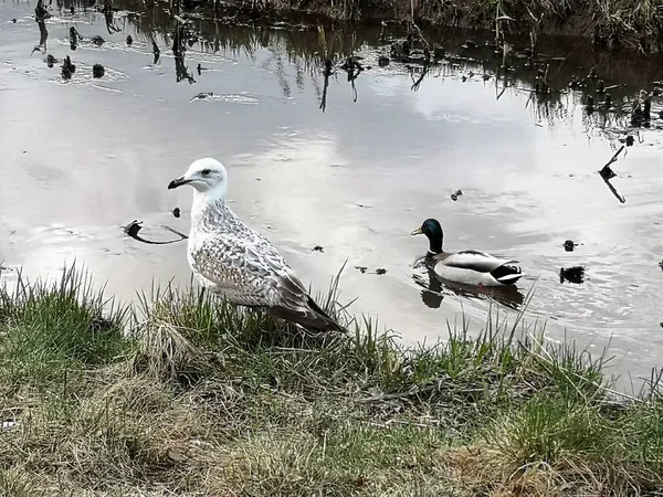 Oiseaux Sauvages Finlande 2022 — Photo