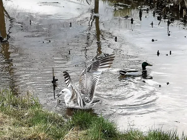 Oiseaux Sauvages Finlande 2022 — Photo