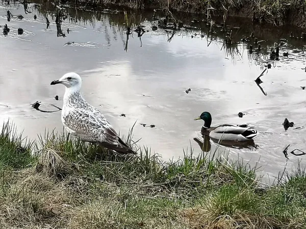 Oiseaux Sauvages Finlande 2022 — Photo