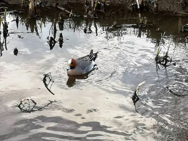 Aythya Ferina Oiseaux Sauvages Finlande 2022 — Photo