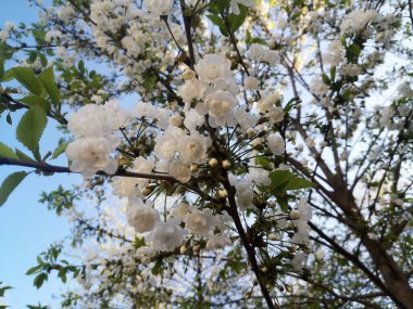 Çiçekler Dünyası - Finlandiya 2022