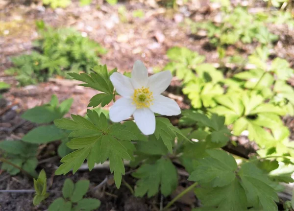 Mundo Las Flores Finlandia 2022 —  Fotos de Stock