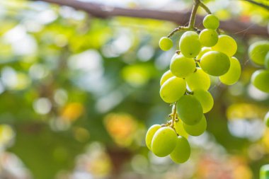 Bahçedeki yeşil üzüm
