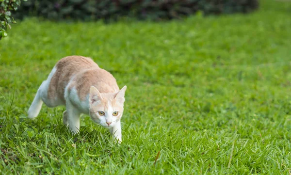 cute cat on green  grass