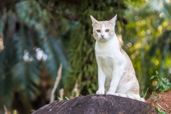 緑の草の上の可愛い猫 — ストック写真