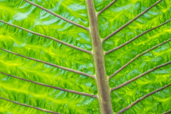 Green Leaf Closeup Background — Stock Photo, Image