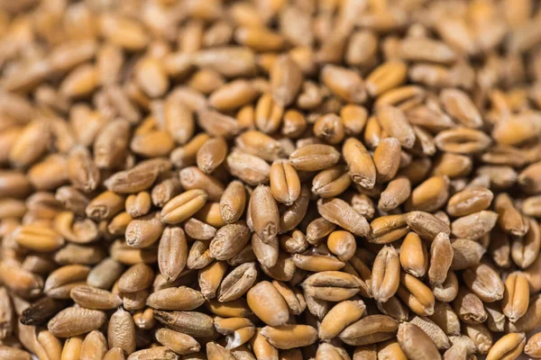 Detail Grains Wheat Concept Food Crisis Food Wheat Rye Barley — Stock Photo, Image