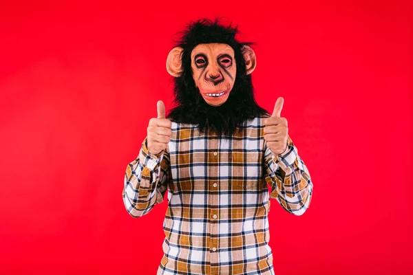 Człowiek Masce Małpy Szympansa Koszuli Kratę Dając Kciuki Górę Czerwonym — Zdjęcie stockowe