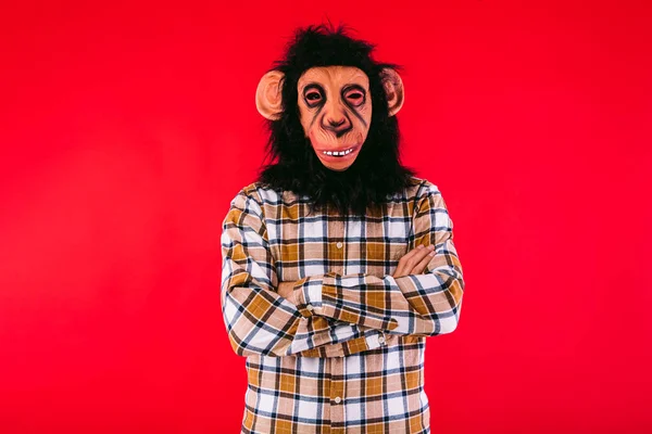 Uomo Con Maschera Scimmia Scimpanzé Camicia Scozzese Con Braccia Incrociate — Foto Stock