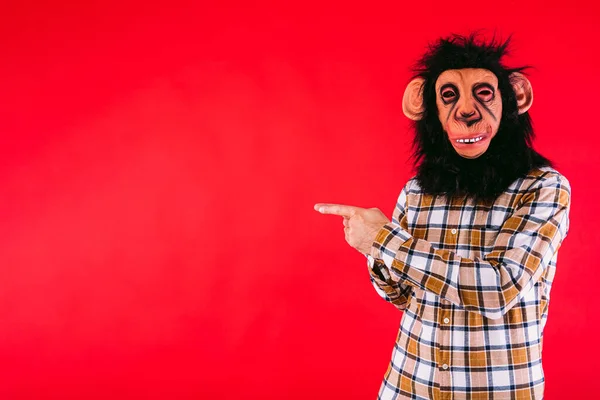 Człowiek Masce Małpy Szympansa Koszuli Kratę Wskazując Palcami Przestrzeń Kopiowania — Zdjęcie stockowe
