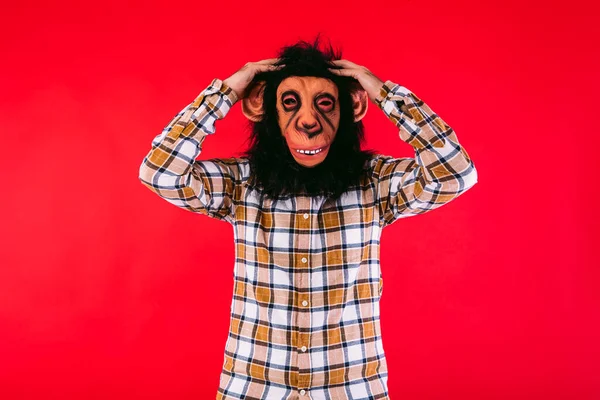Człowiek Masce Małpy Szympansa Koszuli Kratę Podnoszący Ręce Głowę Oszołomieniu — Zdjęcie stockowe