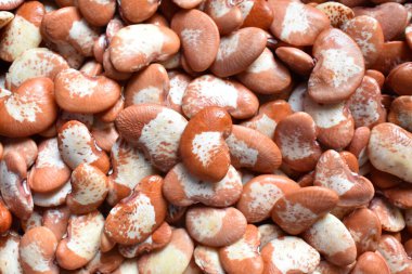 Sırılsıklam olmuş Benekli Lima fasulyesi