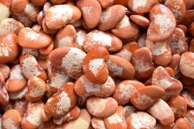 Sırılsıklam olmuş Benekli Lima fasulyesi