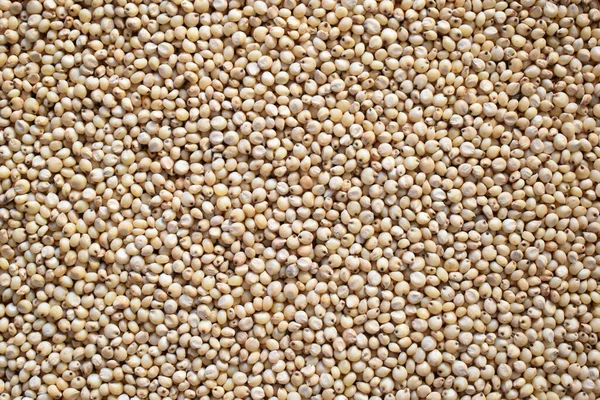 Mijo Sorgo Seco Entero Crudo — Foto de Stock