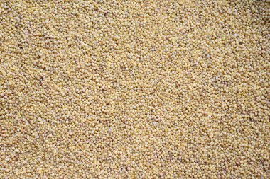 Çiğ, kurutulmuş tilki kuyruğu darı.