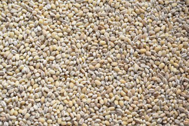 Çiğ kurumuş gövde arpası.