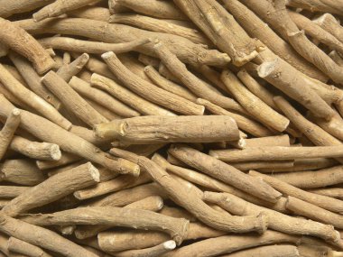 Kahverengi çiğ Hint ginsengi kökü.