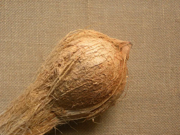 베이지 코코넛을 — 스톡 사진