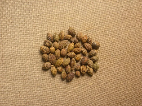 Brown Color Raw Whole Dried Terminalia Chebula Fruit — Stock Photo, Image