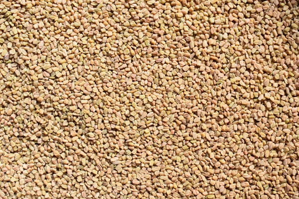 Целые Сырые Высушенные Семена Пажитника — стоковое фото