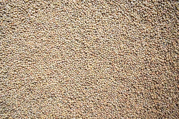 生の乾燥した蛾の豆 — ストック写真