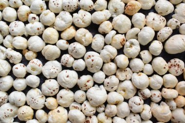 Taze patlamış Tilki fındığı