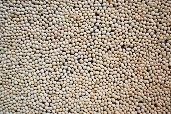 Raw Whole Dry Soybean Legume — Stock Photo, Image