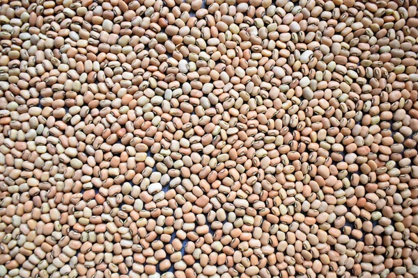 生の全体の乾燥カウピー豆 — ストック写真