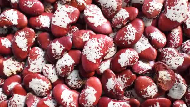 Rote Und Weiße Farbe Rohe Ganze Getrocknete Gesprenkelte Lima Bohnen — Stockvideo