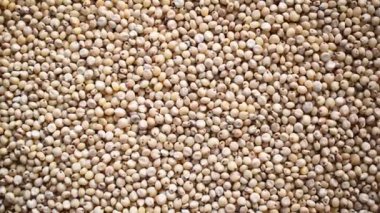 Kurumuş Sorghum darı