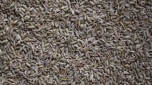 Raw Dried Whole Fennel Seeds — Stock Video