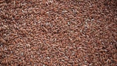 Çiğ, kurutulmuş kırmızı pirinç.