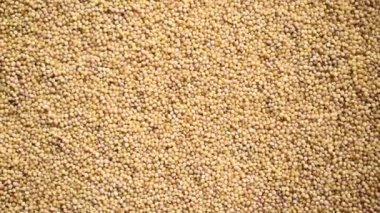 Çiğ, kurutulmuş tilki kuyruğu darı.