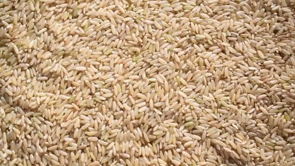 Raw Whole Dried Brown Rice — Stockvideo