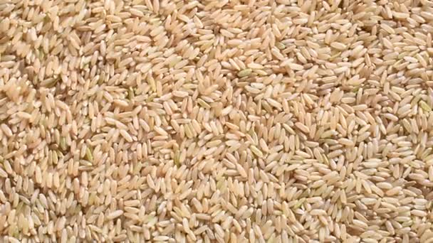 Raw Whole Dried Brown Rice — Stockvideo