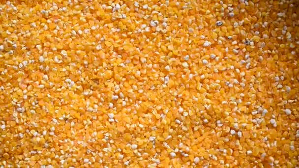 Разбитые Зерна Кукурузы — стоковое видео