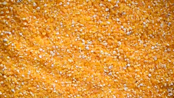 Raw Broken Dried Corn Kernels — Stockvideo