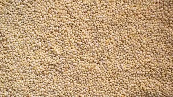Raw Whole Dried Proso Millet — Stockvideo
